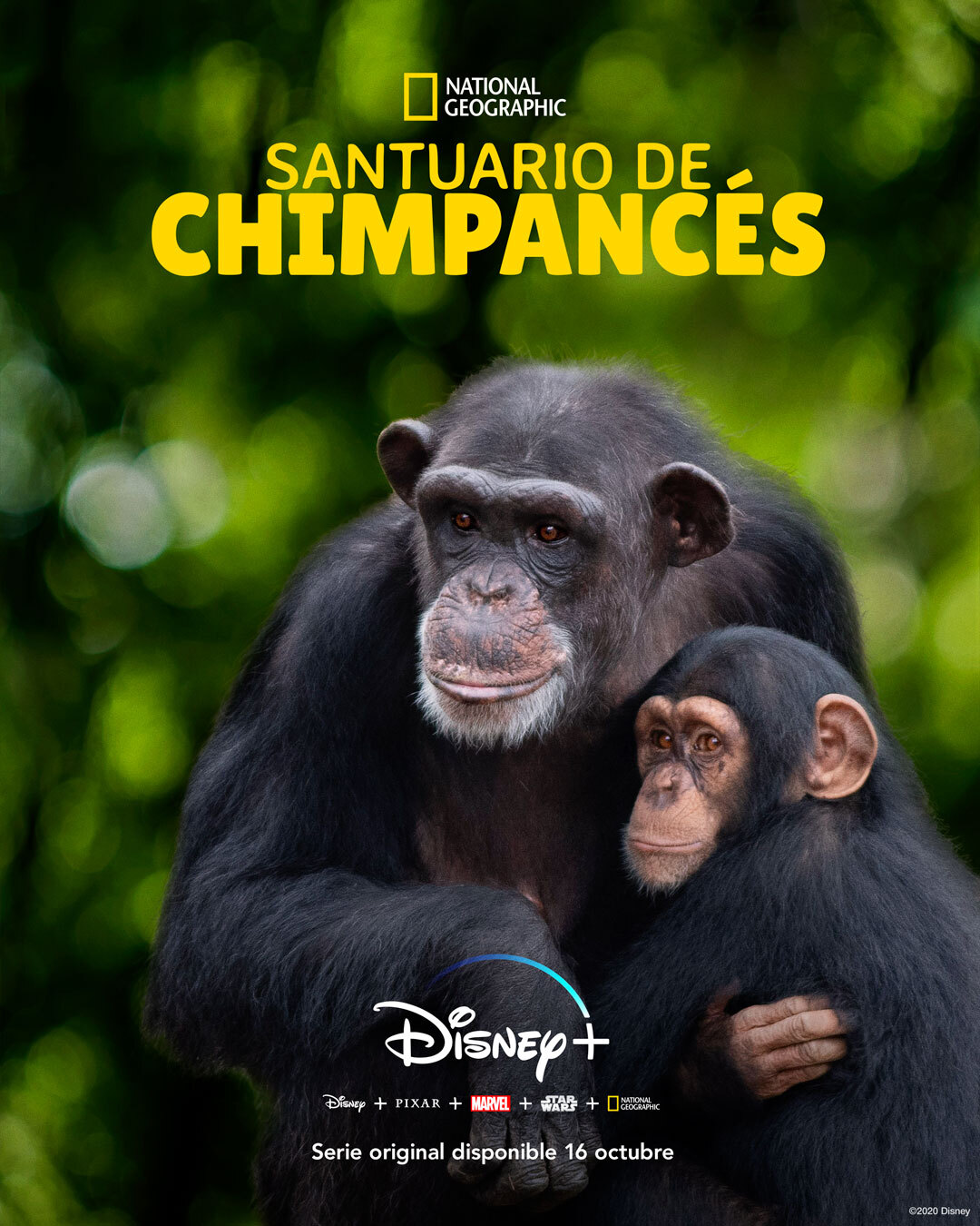 'Santuario de Chimpancés' llega el 16 de octubre a Disney +