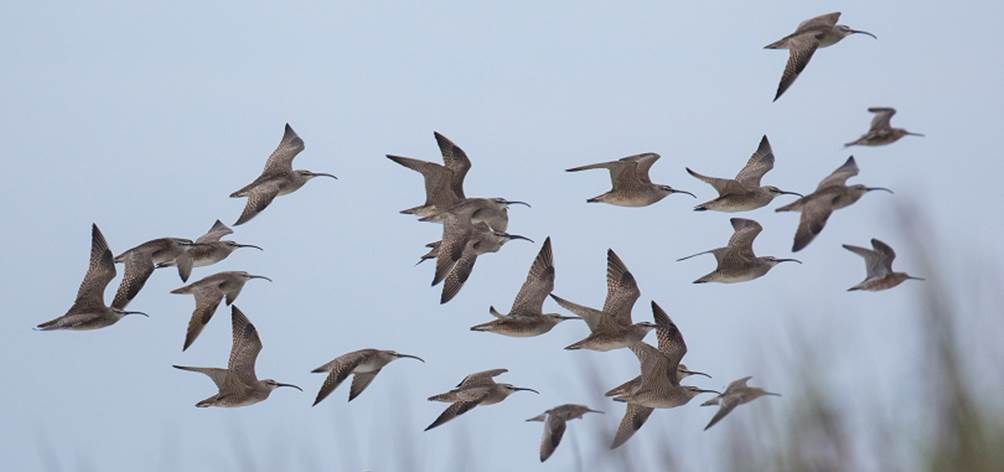 El Ciclo de Cine Documental Pajareros presenta en La Casa Encendida diez nuevos documentales sobre aves y medio ambiente